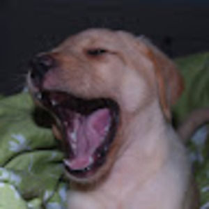 Meet your Posher, Tea